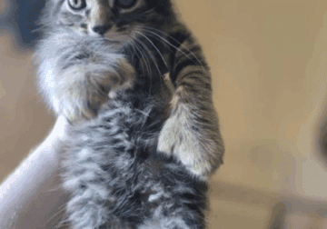 Free Maine Coon Kittens